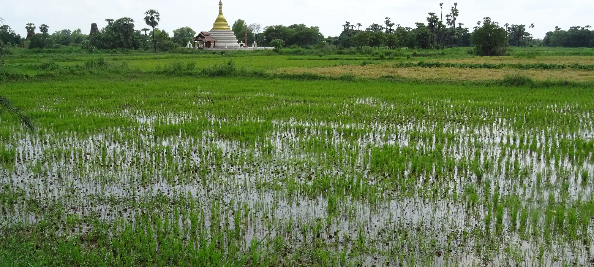 Monsoon paddy fields and a pagoda in Inwa, Mandalay Region