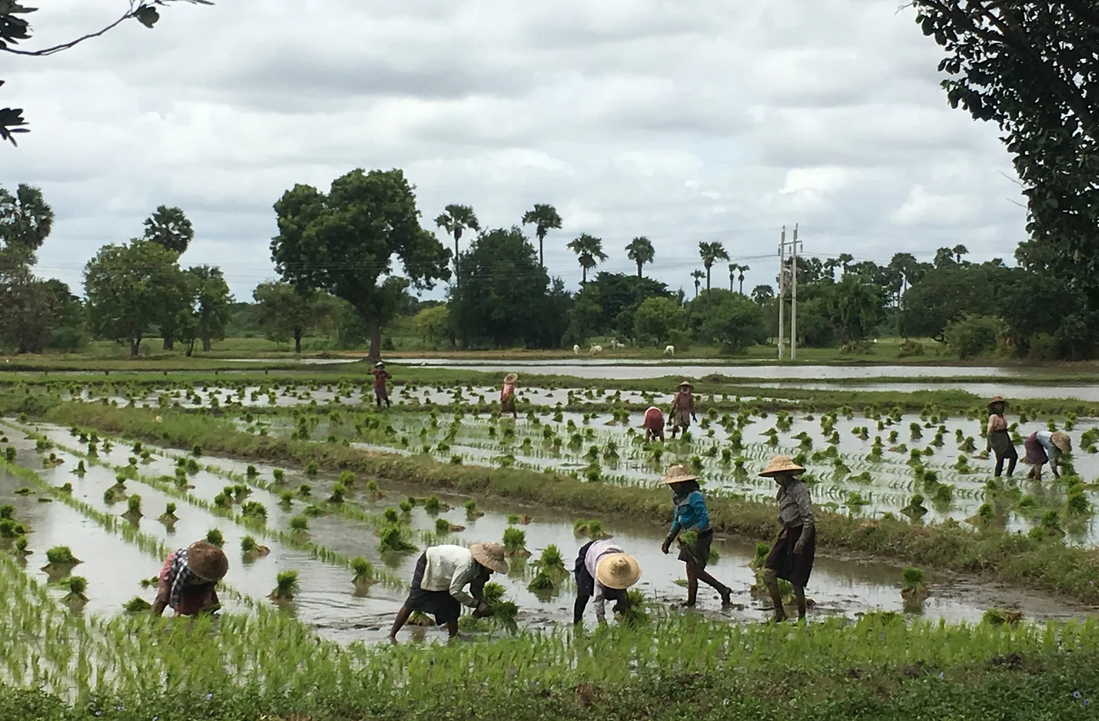 Farmers transplanting rice seedlings in a paddy field in Myanmar